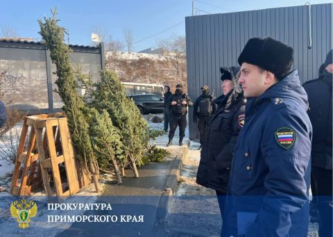 Во Владивостоке и Находке пресекли незаконную продажу новогодних ёлок