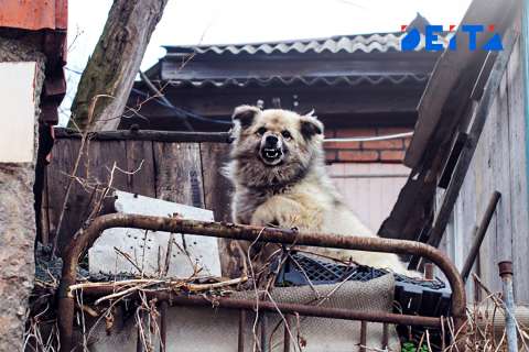 Забайкальские зоозащитники пожаловались на травлю