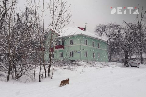 Снегопад и похолодание идут на Приморье