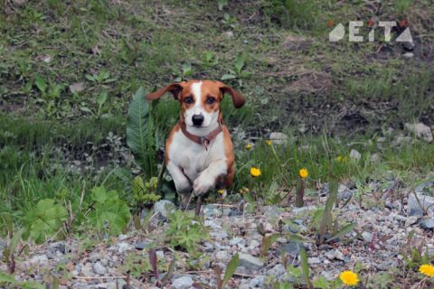 Налог на домашних животных предлагают ввести в Госдуме