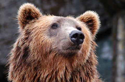 Медведица напала на группу охотников на границе Камчатки и Чукотки