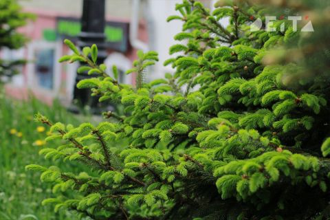 Саженцы, местный климат, вандалы и волонтёры: горожанам рассказали о работах по озеленению Владивостока