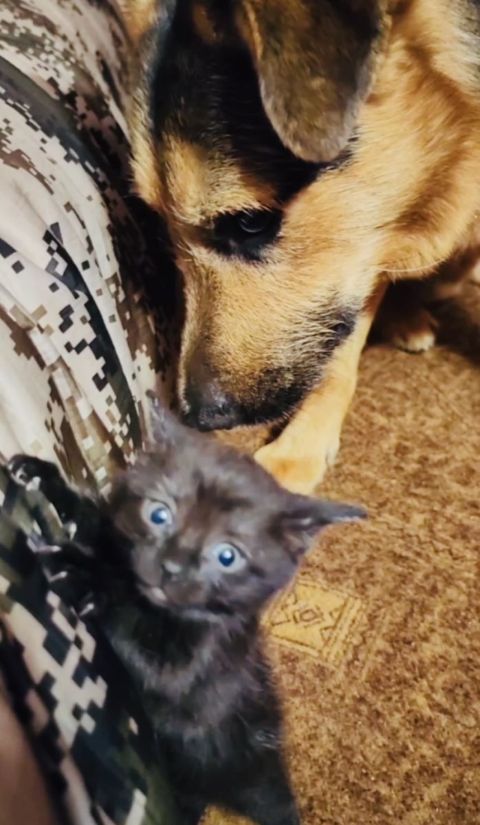 Фото-репортаж: Талисман приморских морпехов получил ранение в зоне СВО