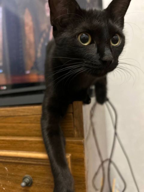 Фото-репортаж: Талисман приморских морпехов получил ранение в зоне СВО