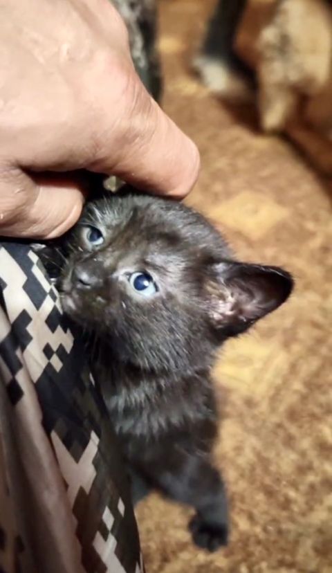 Фото-репортаж: Талисман приморских морпехов получил ранение в зоне СВО