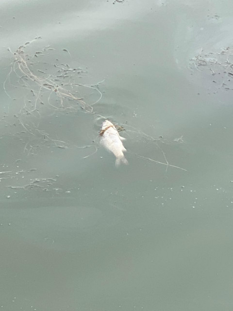 Фото-репортаж: Губернатора в Находке встретили в лучших традициях итальянской мафии