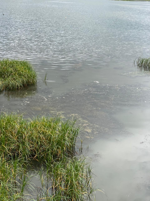 Фото-репортаж: Губернатора в Находке встретили в лучших традициях итальянской мафии