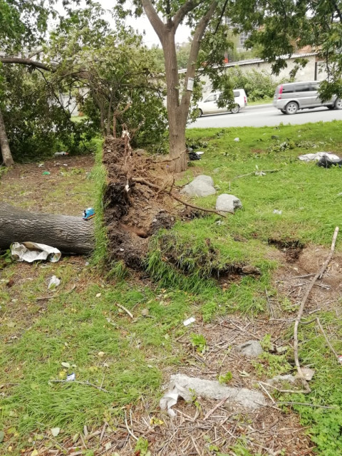 Фото-репортаж: Город падающих деревьев: тайфун не щадит Владивосток