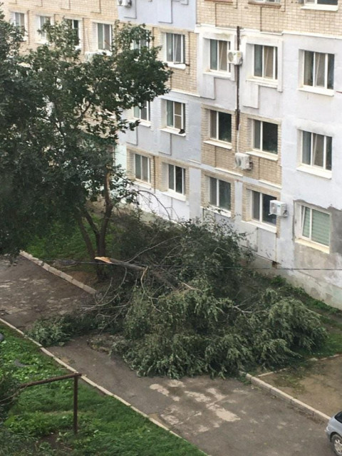 Фото-репортаж: Город падающих деревьев: тайфун не щадит Владивосток