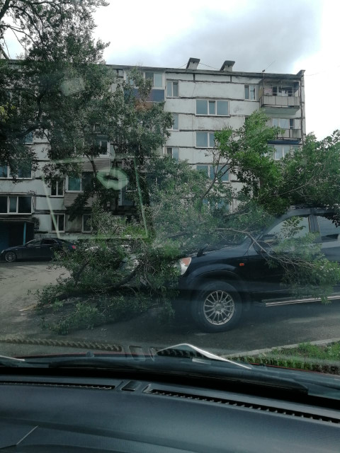 Фото-репортаж: Город падающих деревьев: тайфун не щадит Владивосток