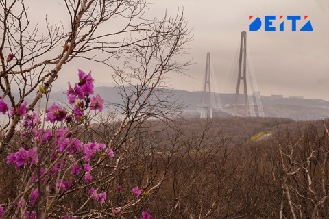 Фото-репортаж: Столичные сопки зовут на ханами. Фотопроект «Негламурная столица Дальнего Востока»