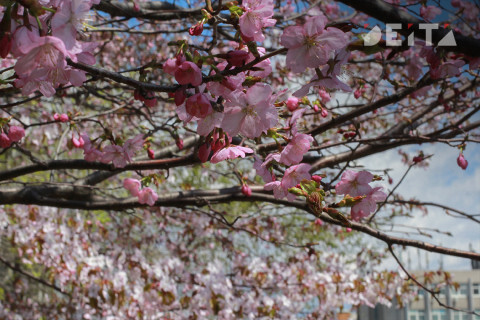 Фото-репортаж: Столичные сопки зовут на ханами. Фотопроект «Негламурная столица Дальнего Востока»
