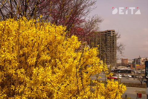 Фото-репортаж: Столичные сопки зовут на ханами. Фотопроект «Негламурная столица Дальнего Востока»