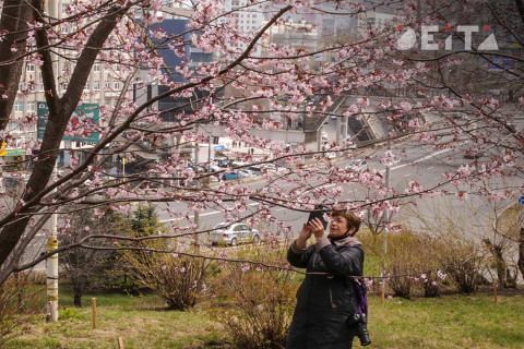 Фото-репортаж: Столичные сопки зовут на ханами. Фотопроект «Негламурная столица Дальнего Востока»