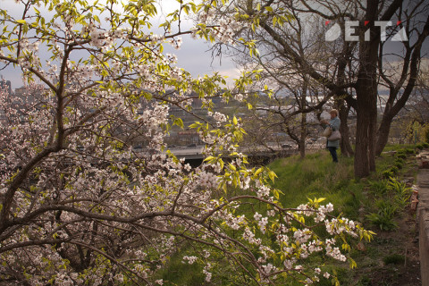 Фото-репортаж: Столичные сопки зовут на ханами. Фотопроект «Негламурная столица Дальнего Востока»