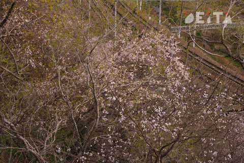 Фото-репортаж: Столичные сопки зовут на ханами. Фотопроект «Негламурная столица Дальнего Востока»