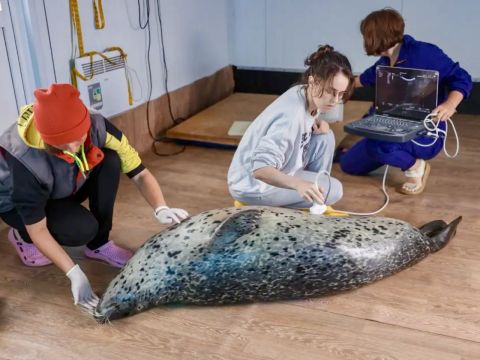 Фото-репортаж: «Восточный Порт»: с заботой о морских млекопитающих