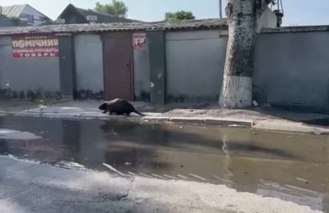 Фото-репортаж: Бобры атакуют: что происходит после прорыва Каховской ГЭС