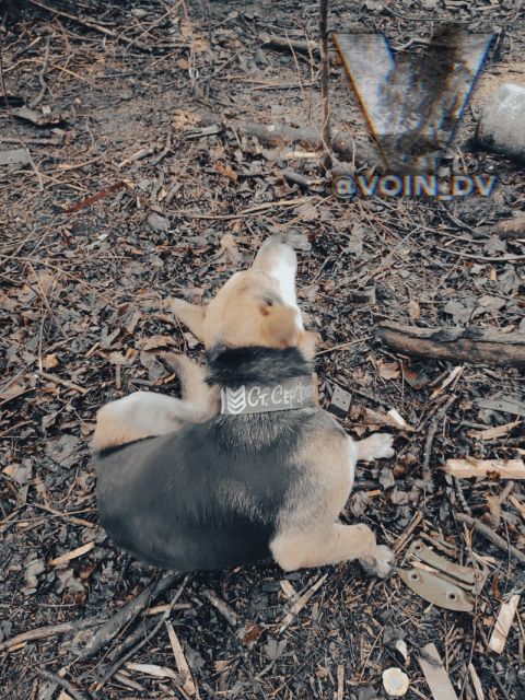 Фото-репортаж: «Живой уголок» 155 бригады ТОФ: как дальневосточники спасают животных на Донбассе