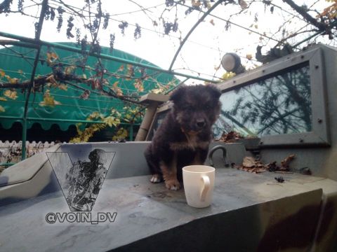 Фото-репортаж: «Живой уголок» 155 бригады ТОФ: как дальневосточники спасают животных на Донбассе