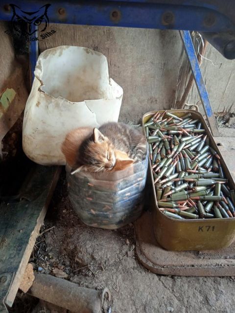 Фото-репортаж: «Живой уголок» 155 бригады ТОФ: как дальневосточники спасают животных на Донбассе