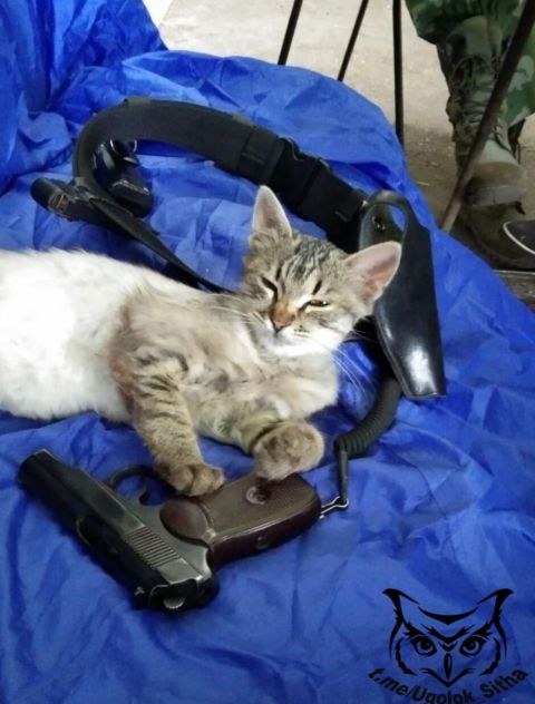 Фото-репортаж: «Живой уголок» 155 бригады ТОФ: как дальневосточники спасают животных на Донбассе