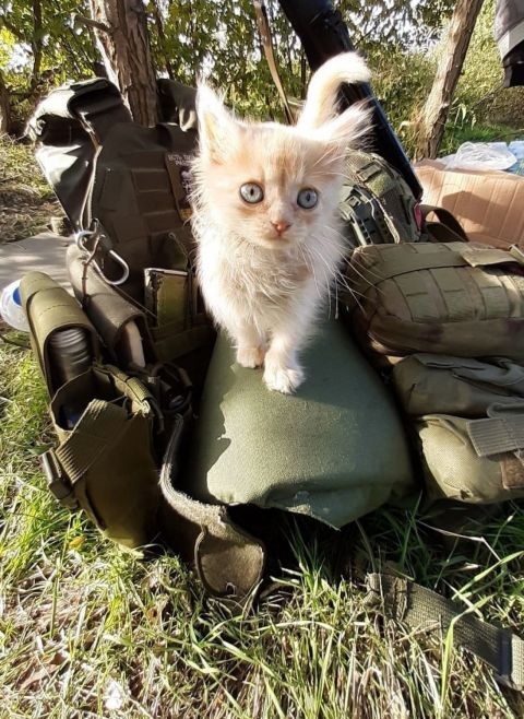 Фото-репортаж: «Живой уголок» 155 бригады ТОФ: как дальневосточники спасают животных на Донбассе