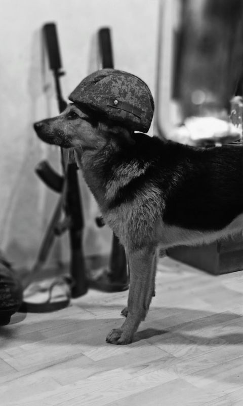 Фото-репортаж: «Живой уголок» 155 бригады ТОФ: как дальневосточники спасают животных на Донбассе