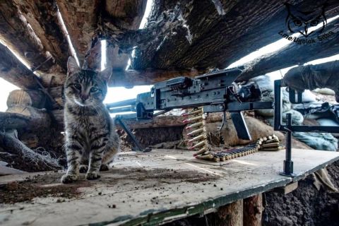 Фото-репортаж: «Живой уголок» 155 бригады ТОФ: как дальневосточники спасают животных на Донбассе