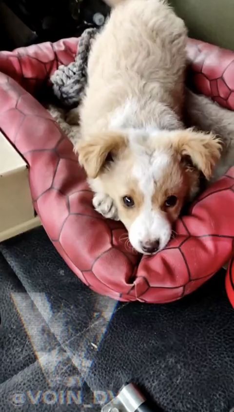 Фото-репортаж: «Живой уголок» 155 бригады ТОФ: как дальневосточники спасают животных на Донбассе