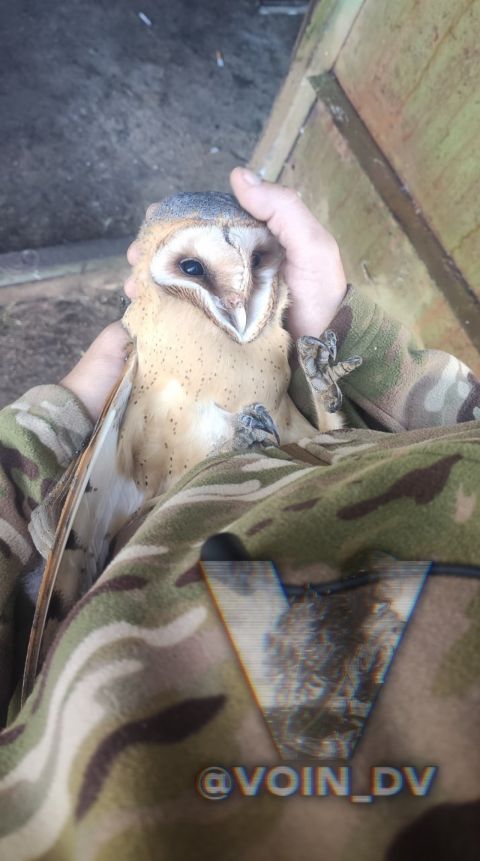 Фото-репортаж: «Живой уголок» 155 бригады ТОФ: как дальневосточники спасают животных на Донбассе