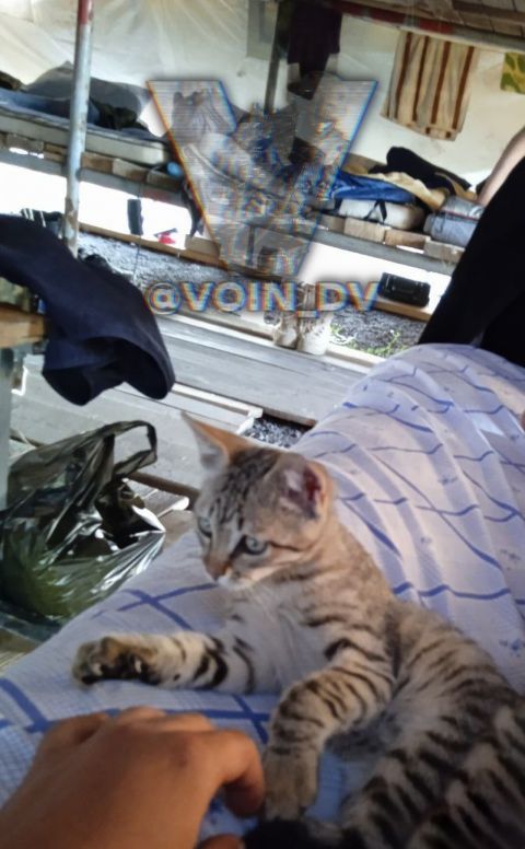 Фото-репортаж: «Живой уголок» 155 бригады ТОФ: как дальневосточники спасают животных на Донбассе