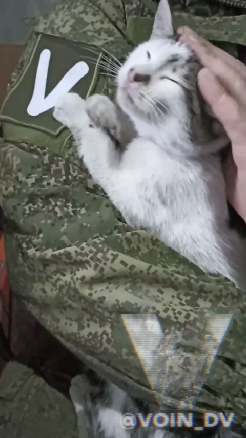 Фото-репортаж: «Живой уголок» 155 бригады ТОФ: как дальневосточники спасают животных на Донбассе