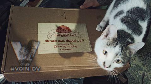 Фото-репортаж: «Живой уголок» 155 бригады ТОФ: как дальневосточники спасают животных на Донбассе