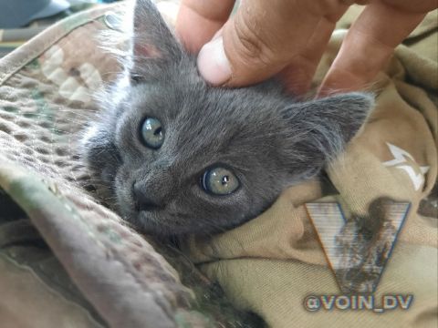 Фото-репортаж: «Живой уголок» 155 бригады ТОФ: как дальневосточники спасают животных на Донбассе