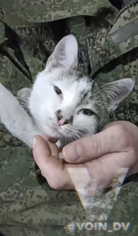 Фото-репортаж: «Живой уголок» 155 бригады ТОФ: как дальневосточники спасают животных на Донбассе