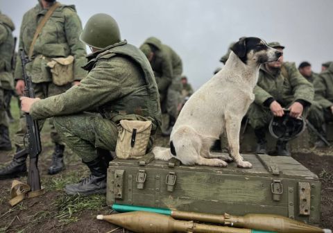 Фото-репортаж: «Живой уголок» 155 бригады ТОФ: как дальневосточники спасают животных на Донбассе