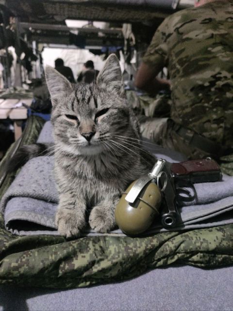 Фото-репортаж: «Живой уголок» 155 бригады ТОФ: как дальневосточники спасают животных на Донбассе