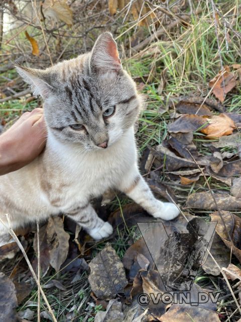 Фото-репортаж: «Живой уголок» 155 бригады ТОФ: как дальневосточники спасают животных на Донбассе