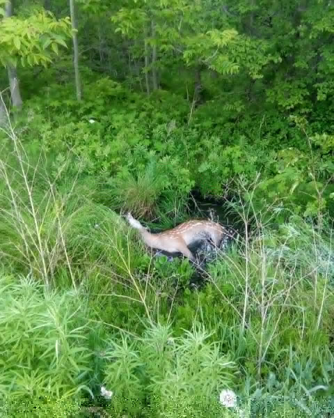 Фото-репортаж: Жёсткое ДТП с оленем произошло в Приморье