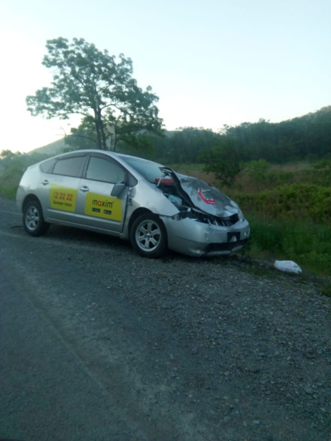 Фото-репортаж: Жёсткое ДТП с оленем произошло в Приморье