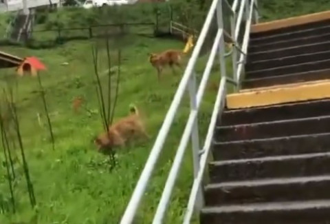 Фото-репортаж: Бродячие собаки оккупировали детский сад во Владивостоке