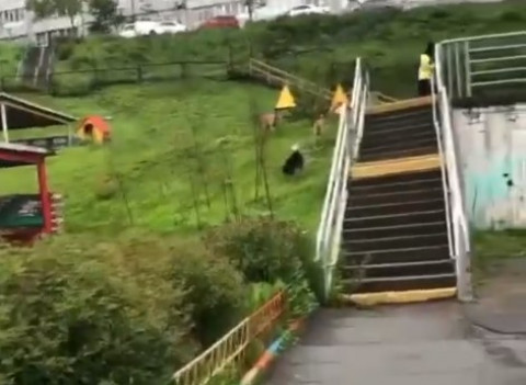 Фото-репортаж: Бродячие собаки оккупировали детский сад во Владивостоке