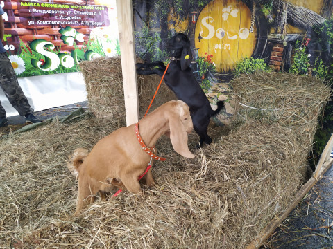 Фото-репортаж: Юбилейная сельскохозяйственная ярмарка-выставка проходит в Приморье