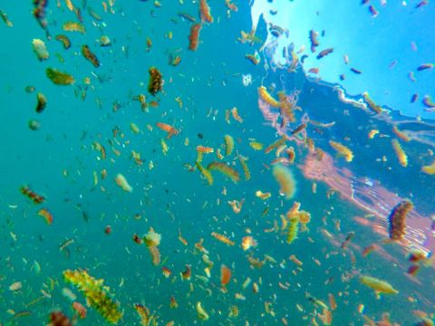 Фото-репортаж: «Восточный Порт» высадил молодь трепанга в акваторию бухты Врангеля