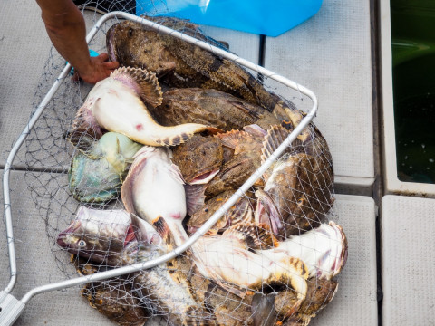 Фото-репортаж: Азарт, выдержка и богатые уловы: рыбаки-любители Приморья сразились в открытом море