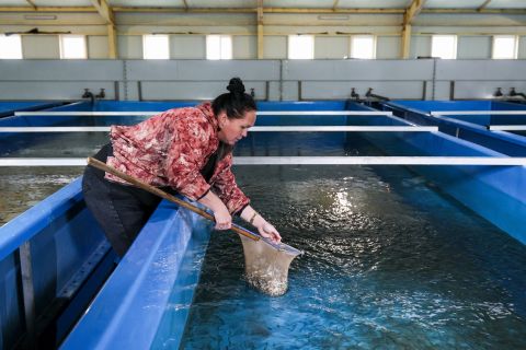 Фото-репортаж: Почти 400 тысяч мальков кеты выпустил «Восточный Порт» в акваторию Японского моря