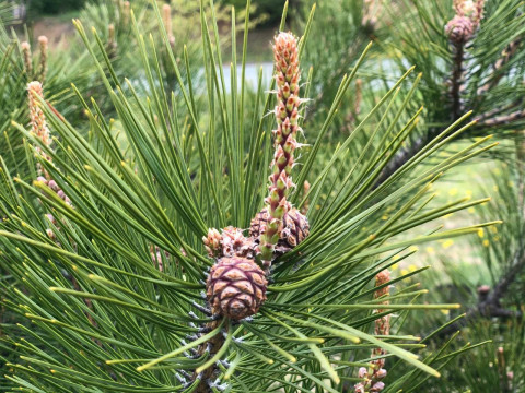 Фото-репортаж: Кедр возвращается на остров Русский