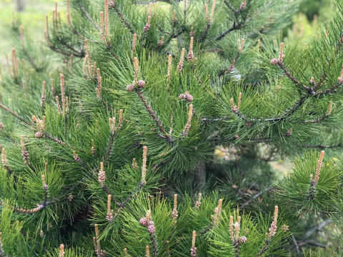 Фото-репортаж: Кедр возвращается на остров Русский