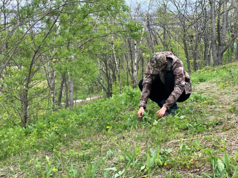 Фото-репортаж: Кедр возвращается на остров Русский